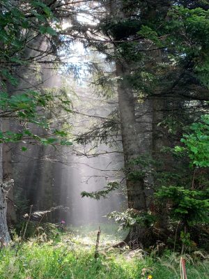 Lichteinfall im Wald
